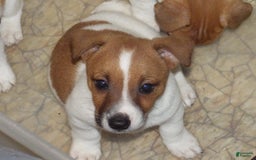 Jack Russell Terrier dogs for sale: Fillmore - Image 21