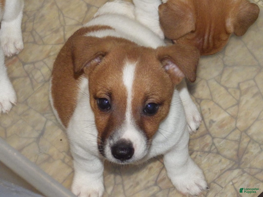 Jack Russell Terrier dogs for sale: Fillmore - Image 21