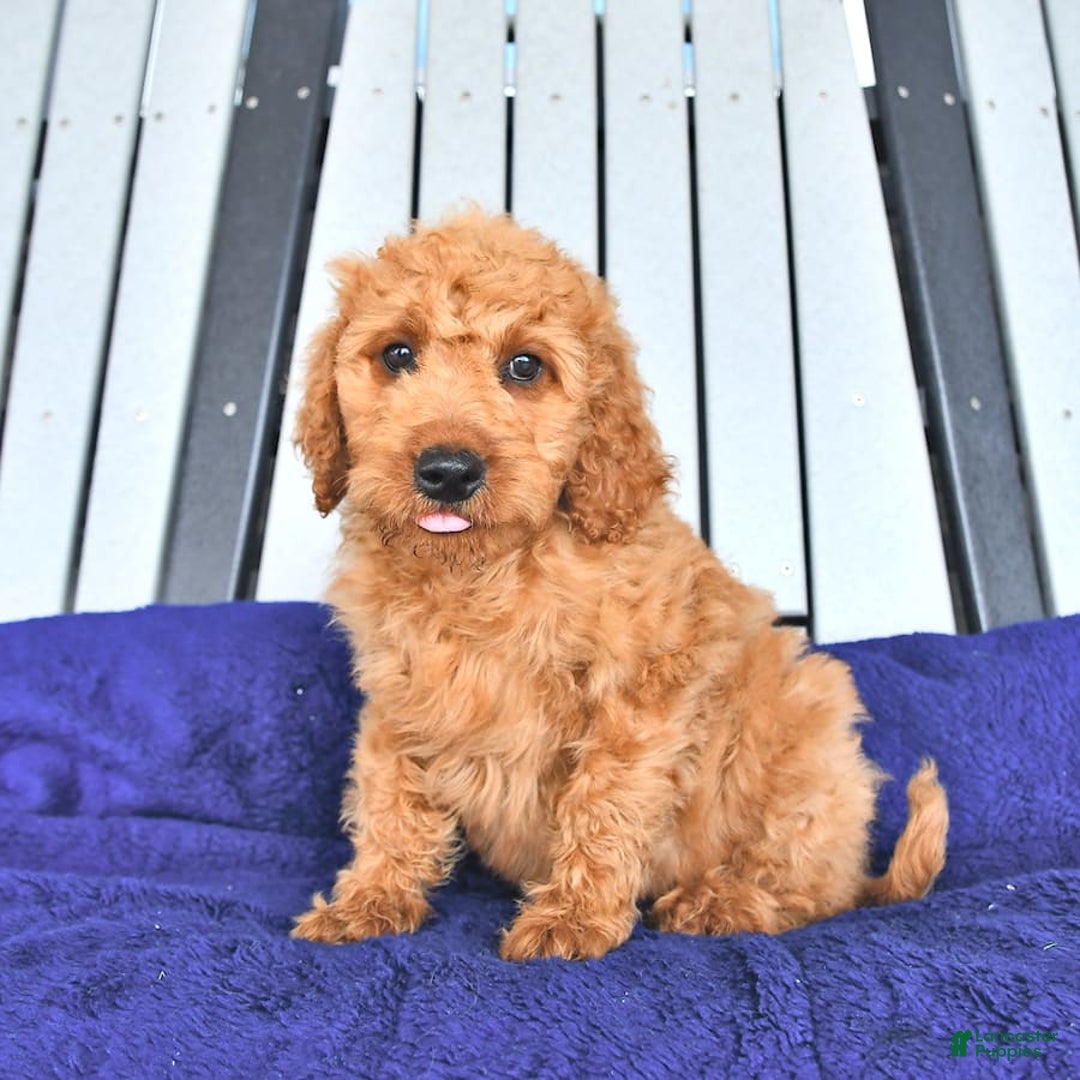 Mini Goldendoodle dogs for sale: Aurora - Image 5