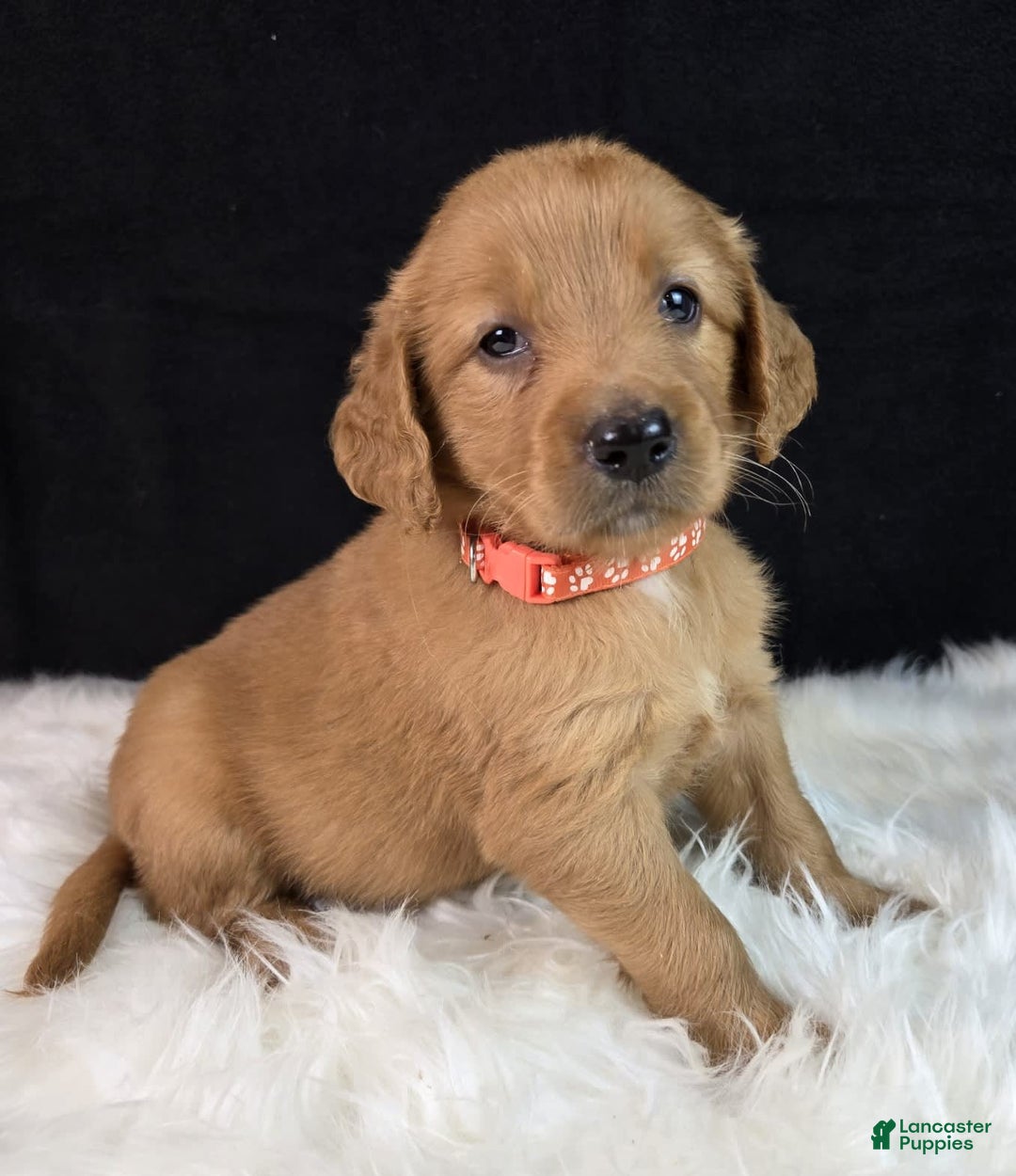 Goldendoodle dogs for sale: Robyn - Image 3
