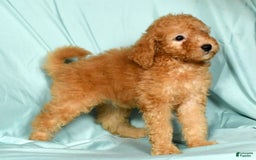 Mini Goldendoodle dogs for sale: Desiree - Image 4