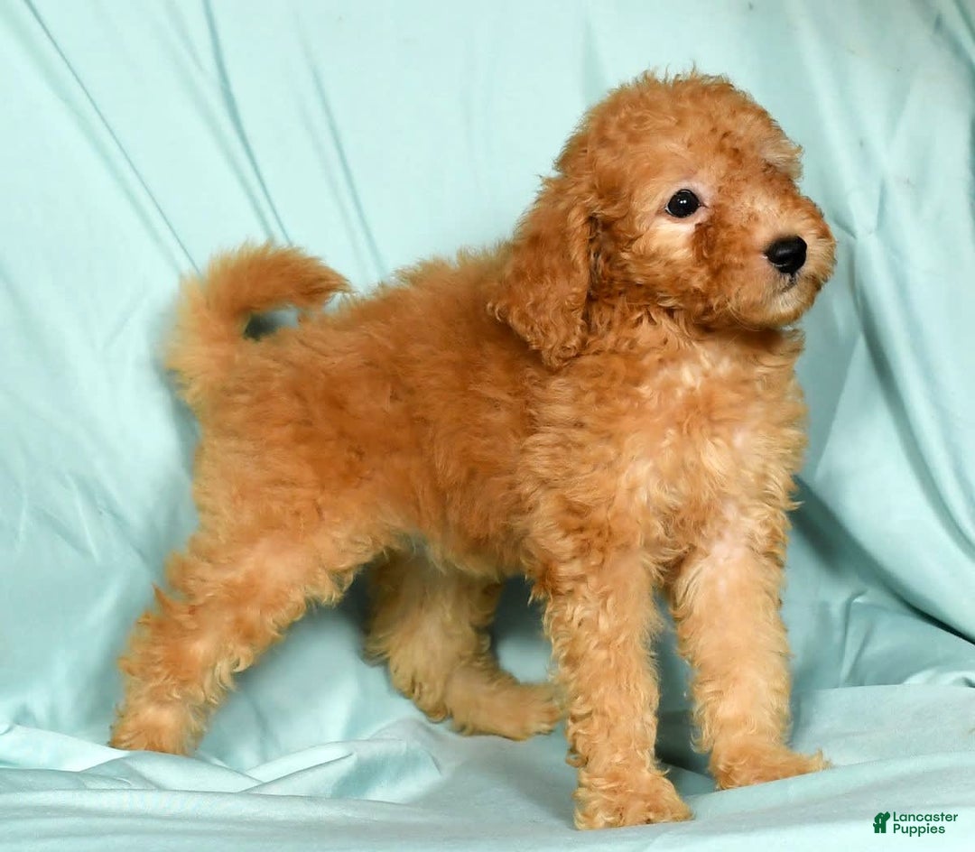 Mini Goldendoodle dogs for sale: Desiree - Image 4
