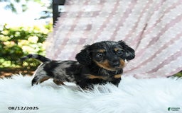 Miniature Dachshund dogs for sale: Pixie - Image 5