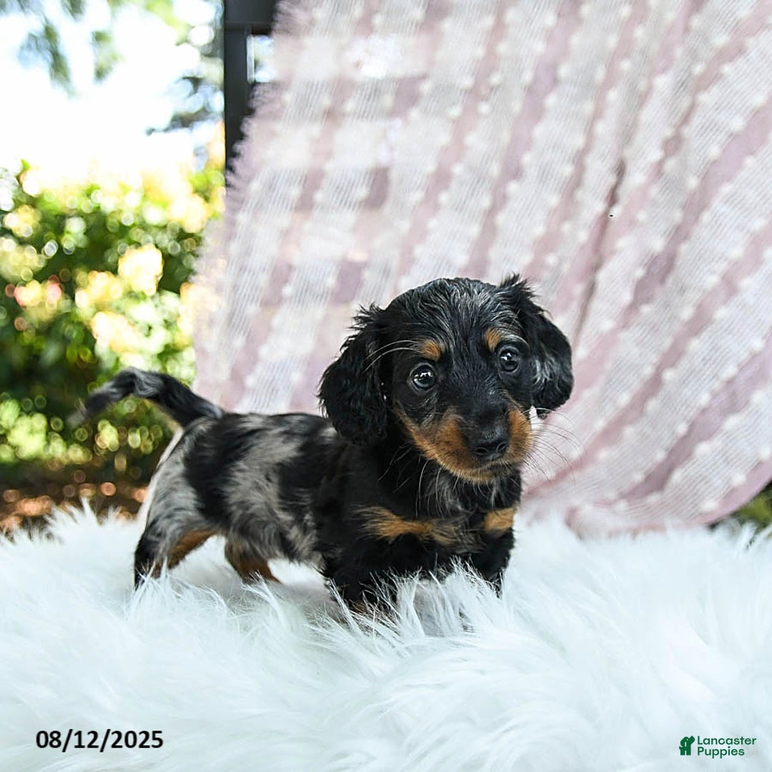 Miniature Dachshund dogs for sale: Pixie - Image 5