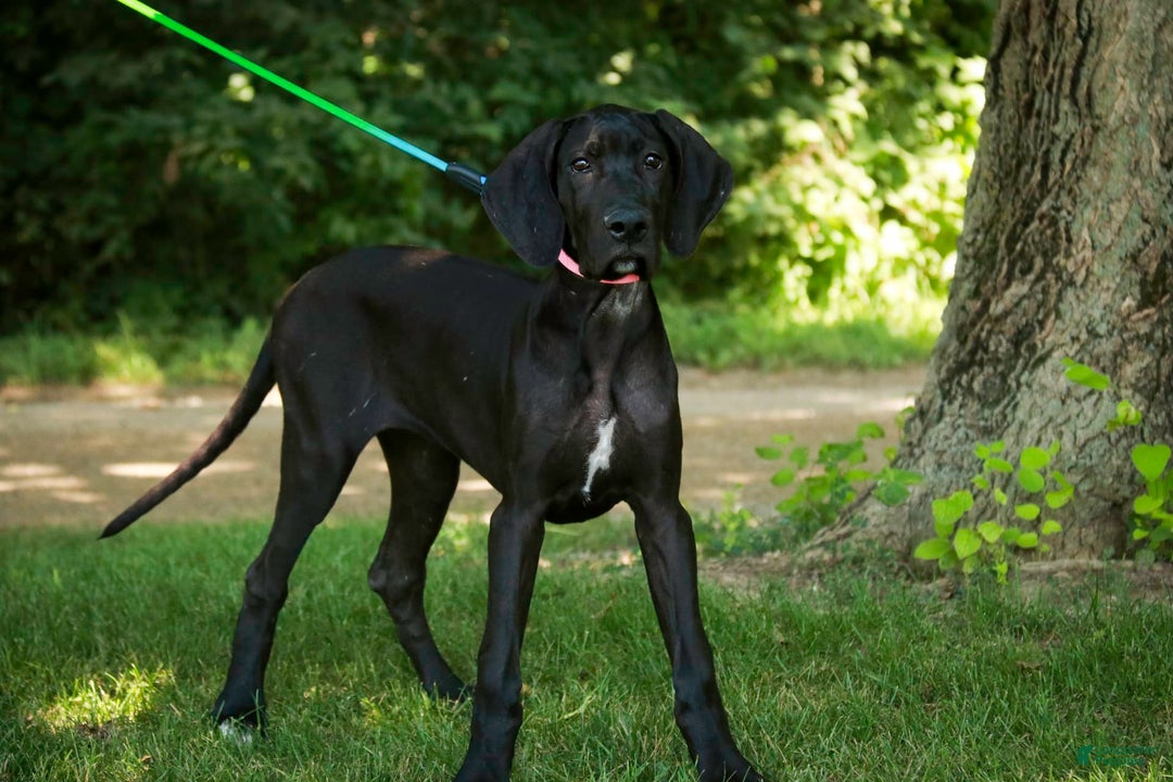 Great Dane dogs for sale: Selene - Image 7
