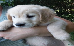 Golden Retriever dogs for sale: Prairie - Image 16