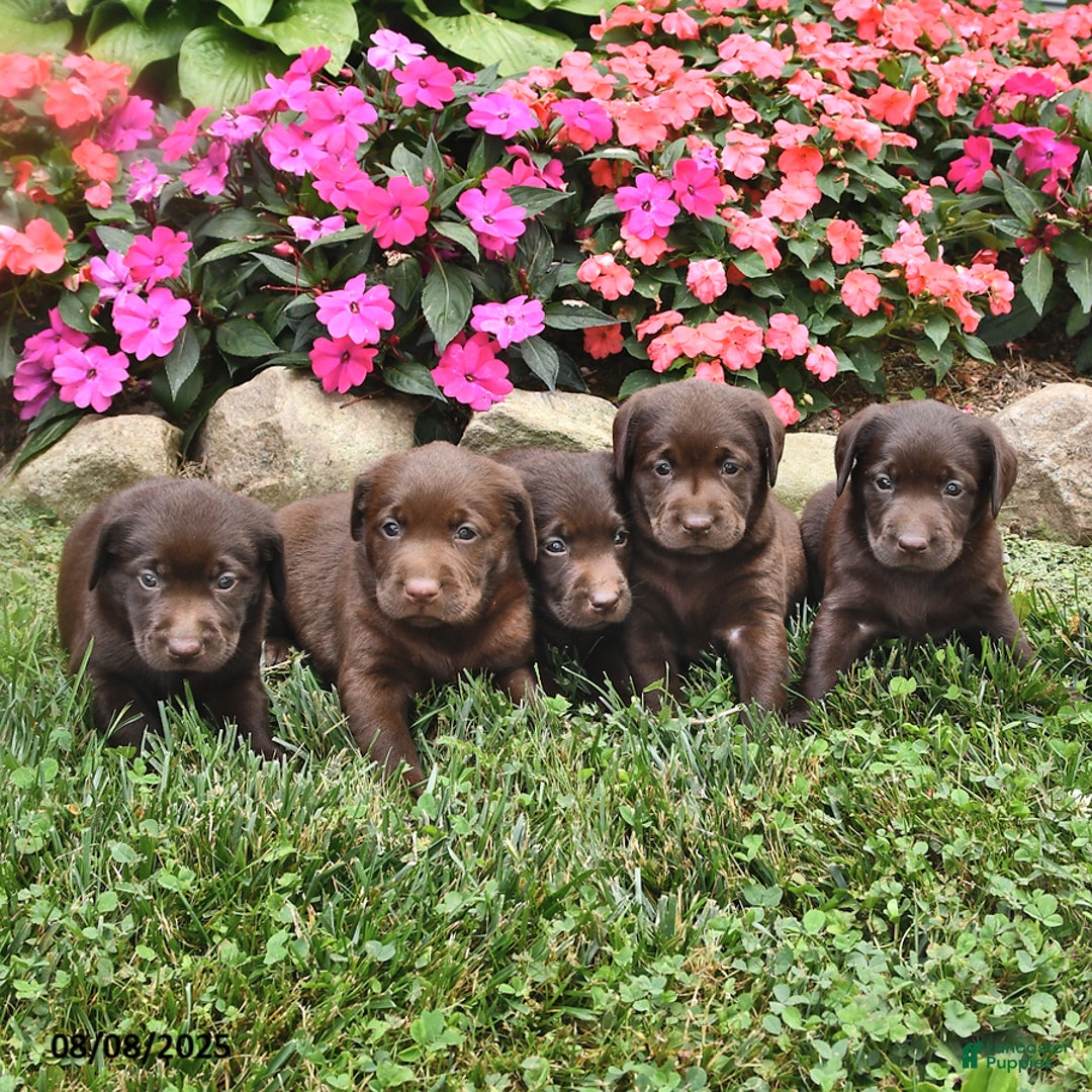 Labrador Retriever dogs for sale: Nacho - Image 3