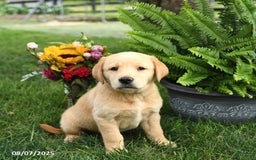 Goldador dogs for sale: Scout - Image 2