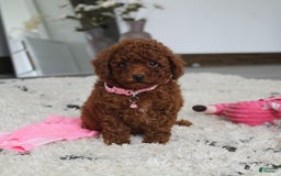 Toy Poodle dogs for sale: Elena - Image 20