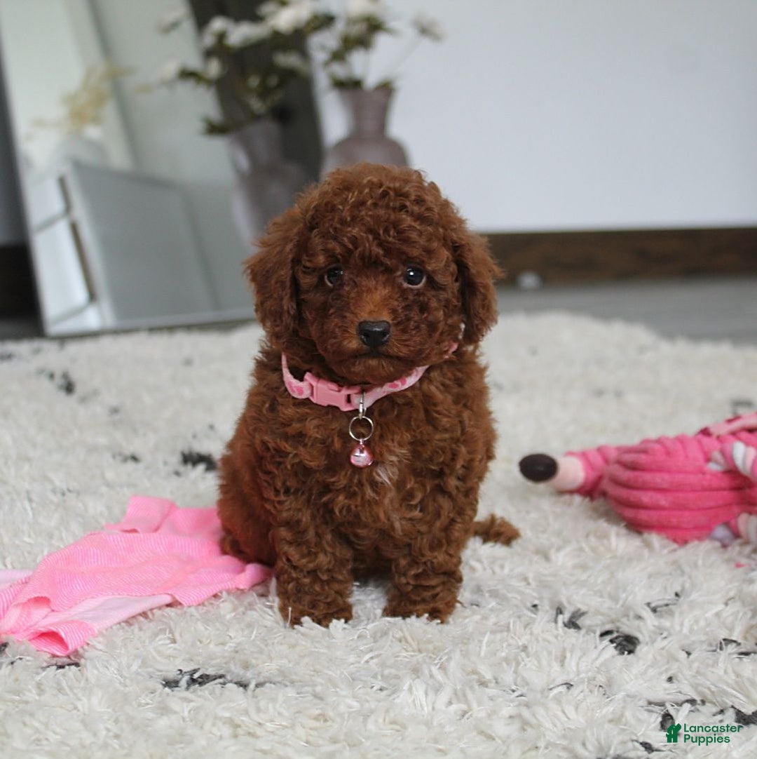 Toy Poodle dogs for sale: Elena - Image 20