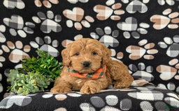 Cockapoo dogs for sale: Ferguson - Image 6