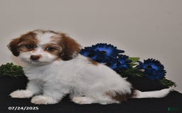 Shihpoo dogs for sale: Jake - Image 3