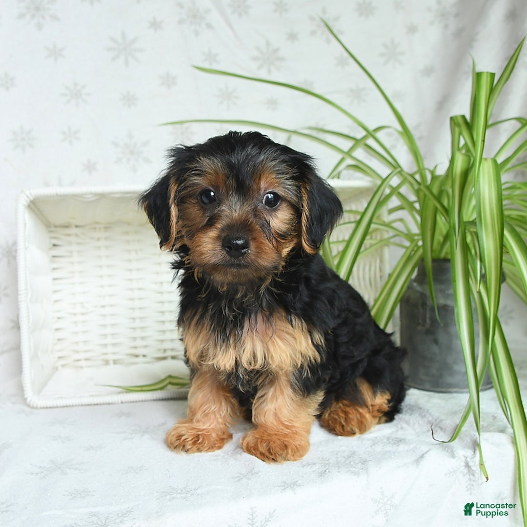 Yorkshire Terrier dogs for sale: Randall - Image 1