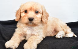 Cavapoo dogs for sale: Rolo - Image 4