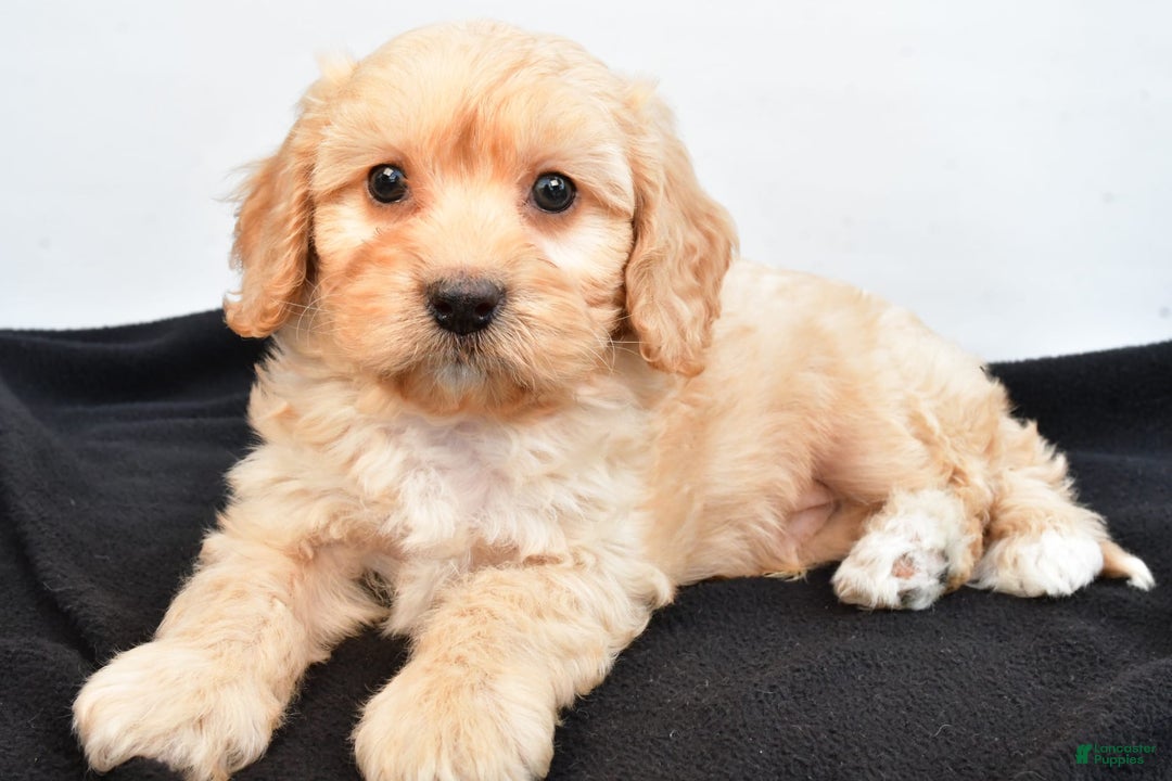 Cavapoo dogs for sale: Rolo - Image 4