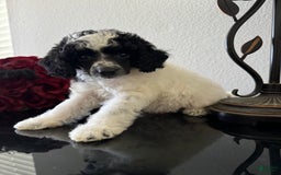 Miniature Poodle dogs for sale: Thor - Image 11