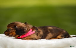 Miniature Dachshund dogs for sale: Ellie - Image 5