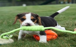 Beagle dogs for sale: Kylo - Image 14