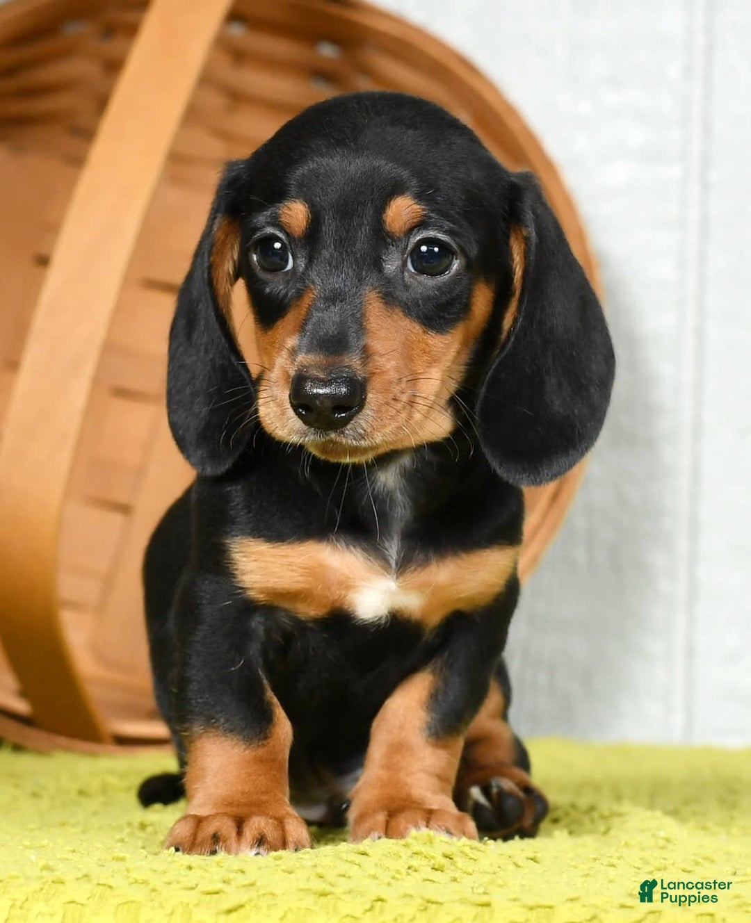 Miniature Dachshund dogs for sale: Sammy - Image 6