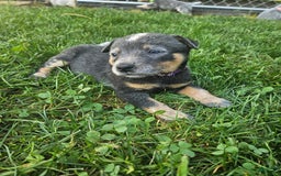 Australian Cattle Dog dogs for sale: Clover - Image 2