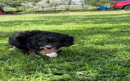  dogs for sale: Toy Australian Shepherd 2 puppies - Image 11