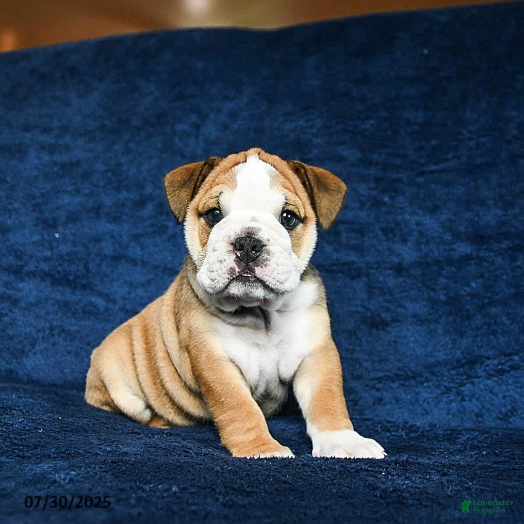 English Bulldog dogs for sale: Martha - Image 2
