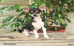 Rat Terrier dogs for sale: Rover - Image 1