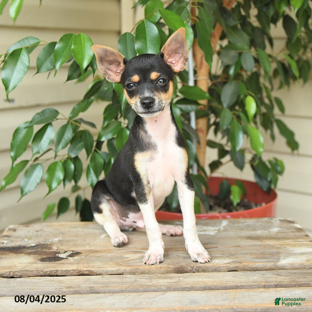 Rat Terrier dogs for sale: Rover - Image 1