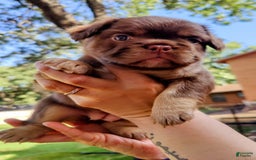 French Bulldog dogs for sale: Roja - Image 5