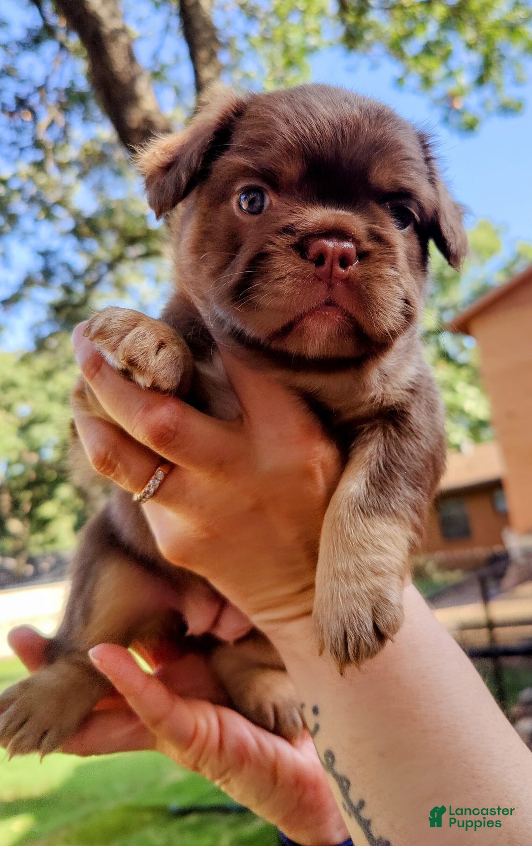 French Bulldog dogs for sale: Roja - Image 5