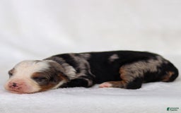 Mini Bernedoodle dogs for sale: Mace - Image 3
