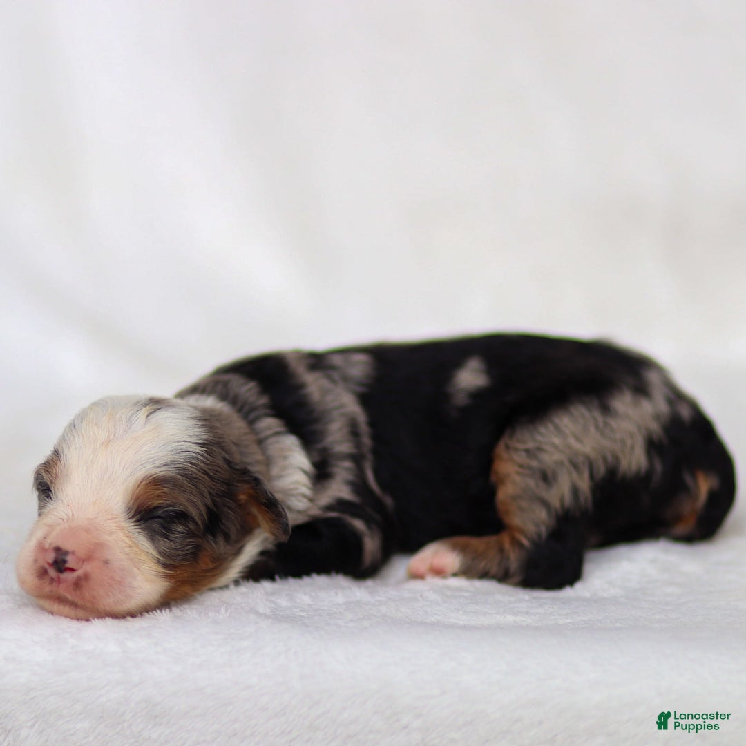Mini Bernedoodle dogs for sale: Mace - Image 3