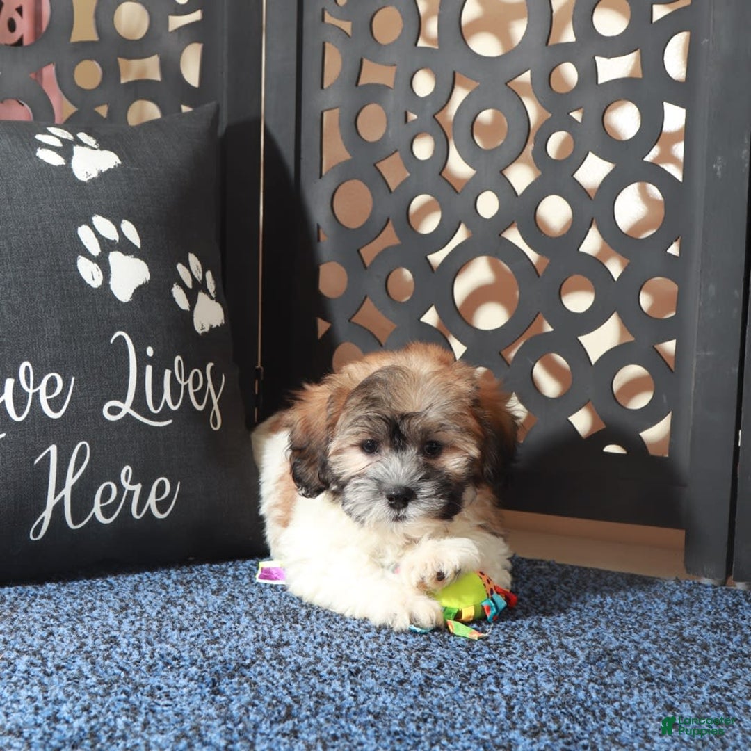 Teddy Bear dogs for sale: Teddy Bear 2 puppies - Image 4