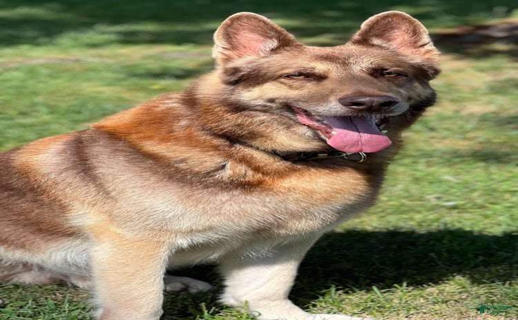 German Shepherd dogs for stud - Ad 1