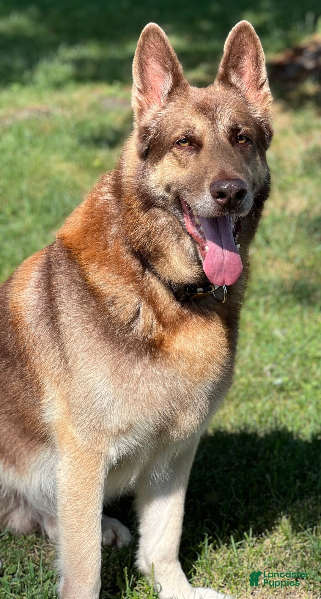 German Shepherd dogs for stud: Rafiki Von Moyer Haus - Image 1