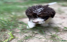 Labradoodle dogs for sale: Puppy 1 - Image 2