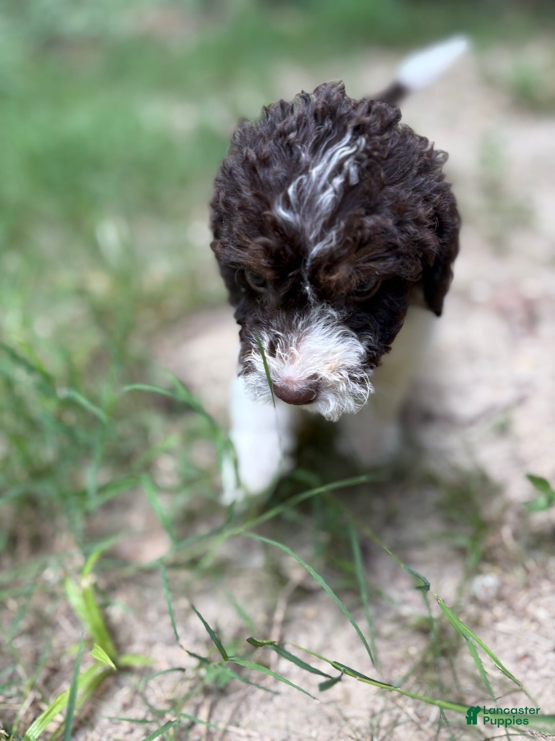 Labradoodle dogs for sale: Puppy 1 - Image 2