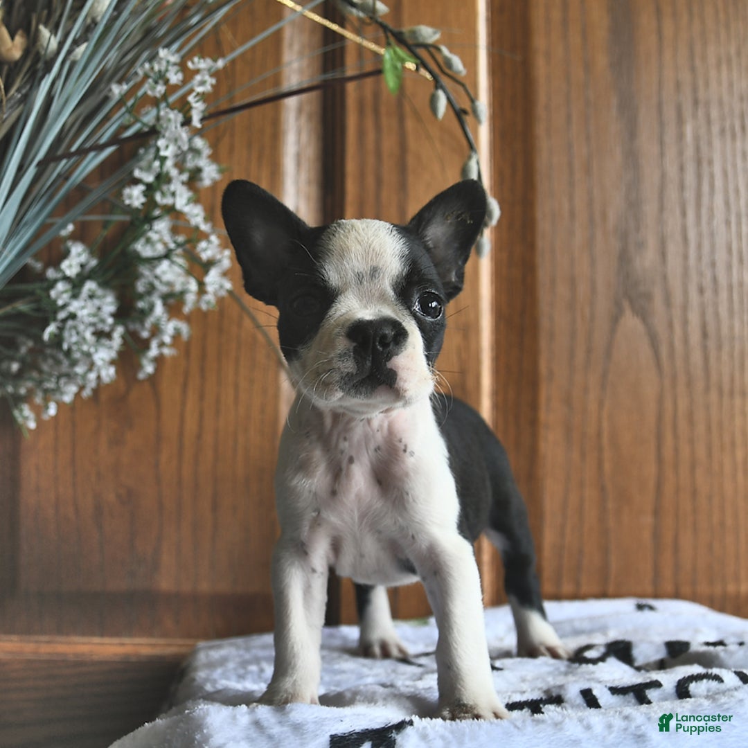 Boston Terrier dogs for sale: Harper - Image 4