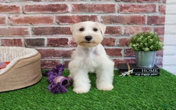 Miniature Schnauzer dogs for sale: Miniature Schnauzer 6 puppies - Image 17