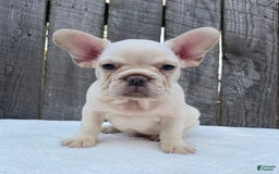 French Bulldog dogs for sale: Drew - Image 6