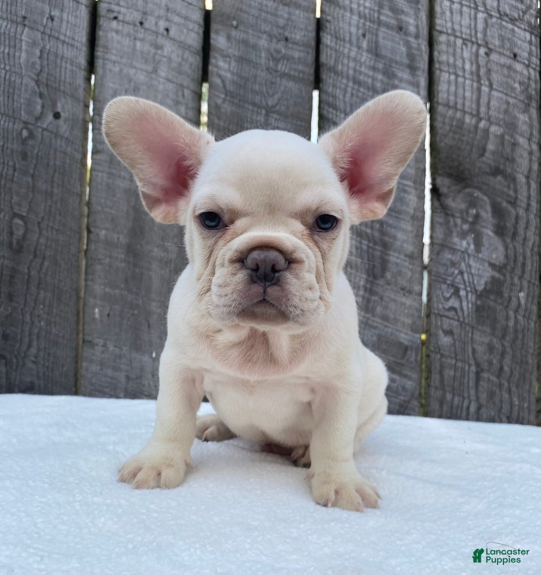 French Bulldog dogs for sale: Drew - Image 6