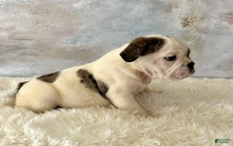 English Bulldog dogs for sale: Shanna - Image 5