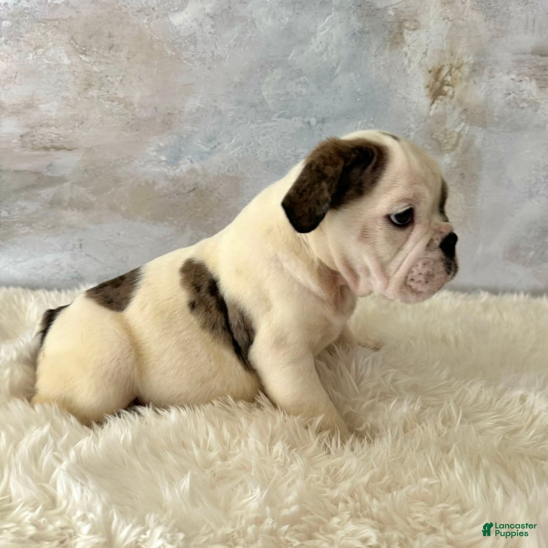 English Bulldog dogs for sale: Shanna - Image 5