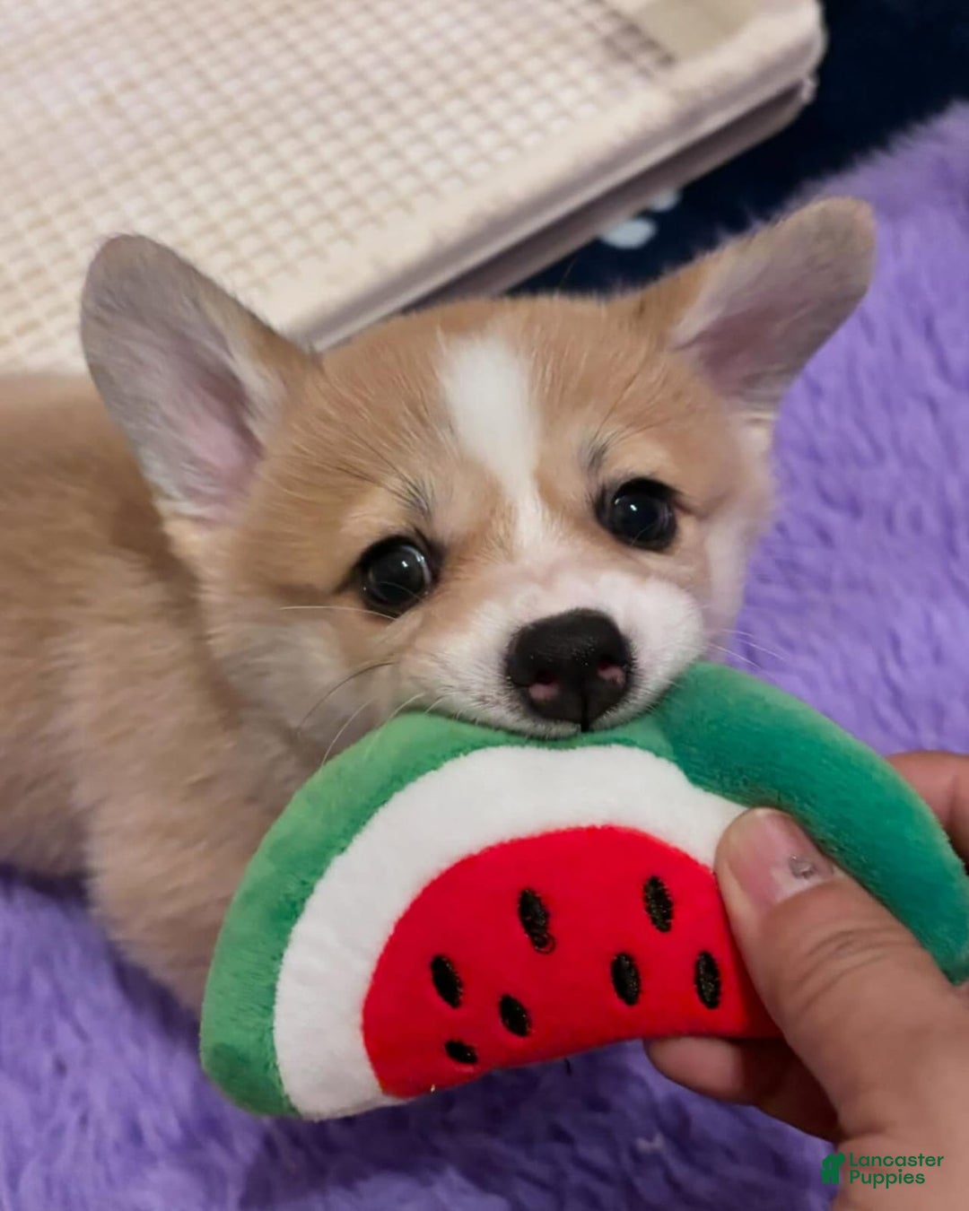 Welsh Corgi Pembroke dogs for sale: Mika - Image 4