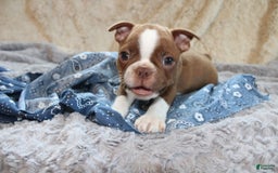 Boston Terrier dogs for sale: Dustie - Image 1