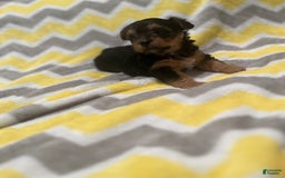 Yorkiepoo dogs for sale: Cookie - Image 6