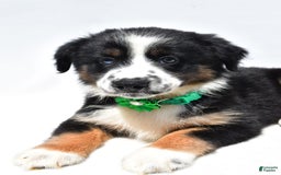 Miniature Australian Shepherd dogs for sale: Twinkle - Image 6