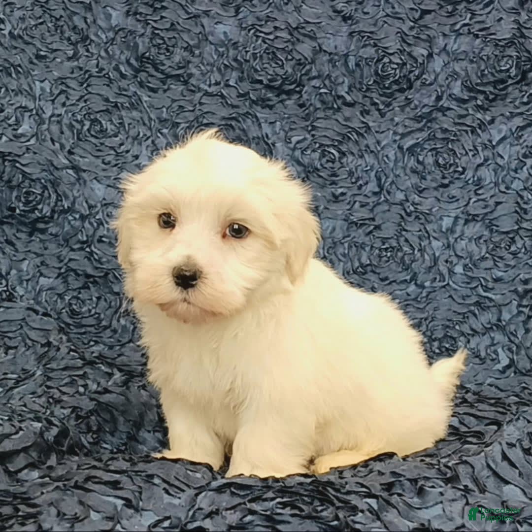 Havanese dogs for sale: Hank - Image 2