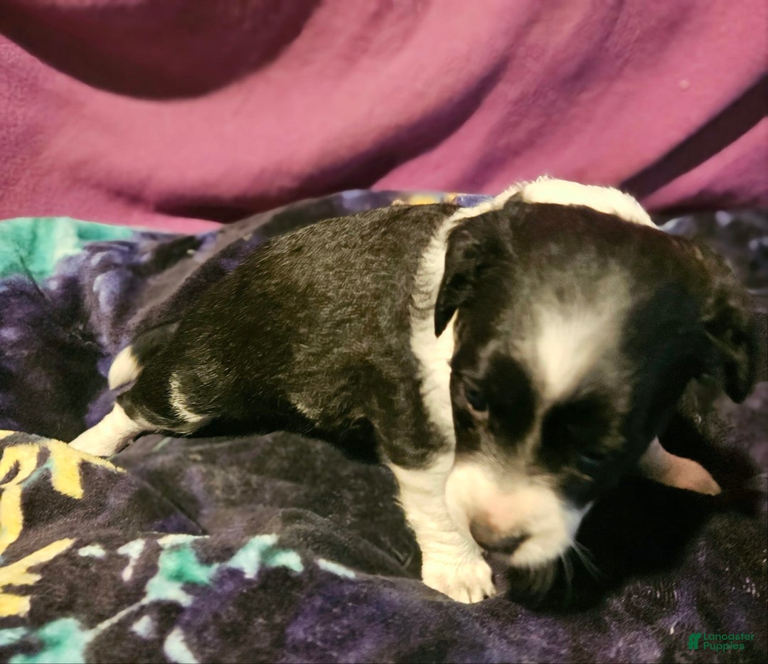 Chihuahua dogs for sale: Lori - Image 1
