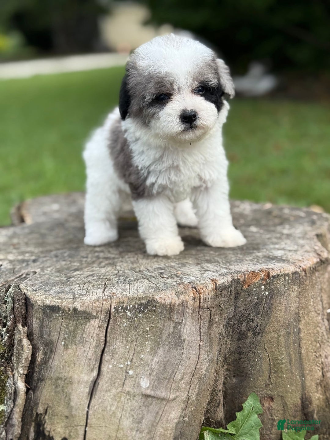 Maltipoo dogs for sale: Maribel - Image 3
